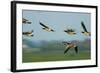 Barnacle Geese (Branta Leucopsis) in Flight, Westerhever, Germany, April 2009-Novák-Framed Photographic Print