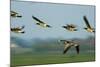 Barnacle Geese (Branta Leucopsis) in Flight, Westerhever, Germany, April 2009-Novák-Mounted Photographic Print