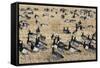 Barnacle Geese (Branta Leucopsis) in Stubble Field, Islay, Scotland, United Kingdom, Europe-Ann and Steve Toon-Framed Stretched Canvas