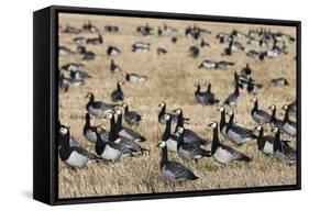 Barnacle Geese (Branta Leucopsis) in Stubble Field, Islay, Scotland, United Kingdom, Europe-Ann and Steve Toon-Framed Stretched Canvas