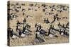 Barnacle Geese (Branta Leucopsis) in Stubble Field, Islay, Scotland, United Kingdom, Europe-Ann and Steve Toon-Stretched Canvas