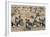 Barnacle Geese (Branta Leucopsis) in Stubble Field, Islay, Scotland, United Kingdom, Europe-Ann and Steve Toon-Framed Photographic Print