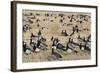 Barnacle Geese (Branta Leucopsis) in Stubble Field, Islay, Scotland, United Kingdom, Europe-Ann and Steve Toon-Framed Photographic Print