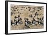 Barnacle Geese (Branta Leucopsis) in Stubble Field, Islay, Scotland, United Kingdom, Europe-Ann and Steve Toon-Framed Photographic Print