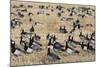 Barnacle Geese (Branta Leucopsis) in Stubble Field, Islay, Scotland, United Kingdom, Europe-Ann and Steve Toon-Mounted Photographic Print