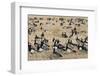 Barnacle Geese (Branta Leucopsis) in Stubble Field, Islay, Scotland, United Kingdom, Europe-Ann and Steve Toon-Framed Photographic Print