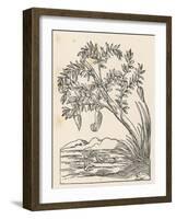 Barnacle Geese Have Been Supposed to Grow Spontaneously from Barnacle Shells Growing-Ulysses Aldrovandi-Framed Art Print