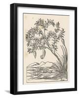 Barnacle Geese Have Been Supposed to Grow Spontaneously from Barnacle Shells Growing-Ulysses Aldrovandi-Framed Art Print