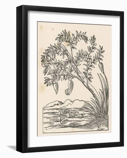 Barnacle Geese Have Been Supposed to Grow Spontaneously from Barnacle Shells Growing-Ulysses Aldrovandi-Framed Art Print