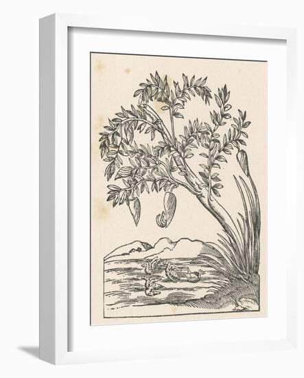 Barnacle Geese Have Been Supposed to Grow Spontaneously from Barnacle Shells Growing-Ulysses Aldrovandi-Framed Art Print