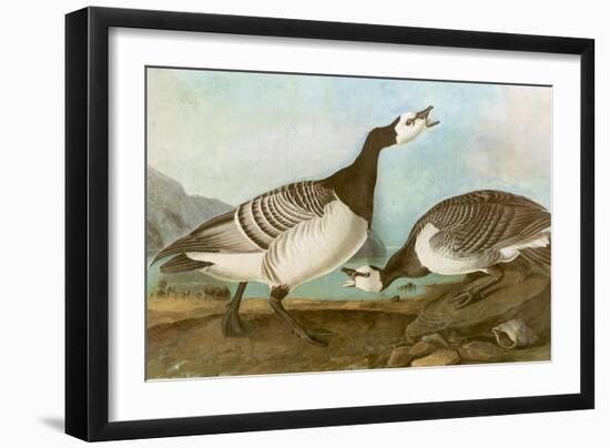 Barnacle Geese-John James Audubon-Framed Giclee Print