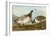 Barnacle Geese-John James Audubon-Framed Giclee Print