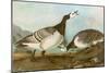 Barnacle Geese-John James Audubon-Mounted Giclee Print