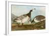 Barnacle Geese-John James Audubon-Framed Giclee Print