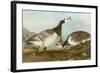 Barnacle Geese-John James Audubon-Framed Giclee Print