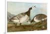 Barnacle Geese-John James Audubon-Framed Giclee Print