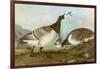 Barnacle Geese-John James Audubon-Framed Giclee Print