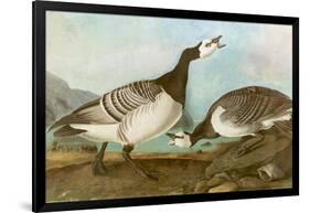 Barnacle Geese-John James Audubon-Framed Giclee Print