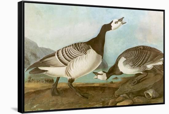 Barnacle Geese-John James Audubon-Framed Stretched Canvas