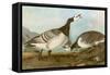 Barnacle Geese-John James Audubon-Framed Stretched Canvas