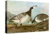 Barnacle Geese-John James Audubon-Stretched Canvas