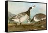 Barnacle Geese-John James Audubon-Framed Stretched Canvas