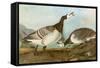 Barnacle Geese-John James Audubon-Framed Stretched Canvas