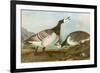 Barnacle Geese-John James Audubon-Framed Giclee Print