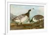 Barnacle Geese-John James Audubon-Framed Premium Giclee Print