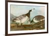 Barnacle Geese-John James Audubon-Framed Premium Giclee Print