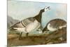 Barnacle Geese-John James Audubon-Mounted Premium Giclee Print