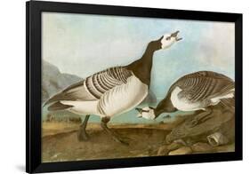 Barnacle Geese-John James Audubon-Framed Premium Giclee Print