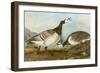 Barnacle Geese-John James Audubon-Framed Premium Giclee Print