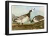 Barnacle Geese-John James Audubon-Framed Premium Giclee Print
