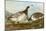 Barnacle Geese-John James Audubon-Mounted Premium Giclee Print