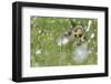 Barnacle goose (Branta leucopsis) chicks preening in the grass. Germany, Bavaria, Munich-Martin Zwick-Framed Photographic Print