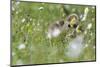 Barnacle goose (Branta leucopsis) chicks preening in the grass. Germany, Bavaria, Munich-Martin Zwick-Mounted Photographic Print