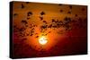 Barnacle Goose (Branta Leucopsis) Flock in Flight at Sunset, Westerhever, Germany, April 2009-Novák-Stretched Canvas