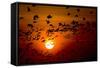 Barnacle Goose (Branta Leucopsis) Flock in Flight at Sunset, Westerhever, Germany, April 2009-Novák-Framed Stretched Canvas