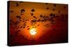 Barnacle Goose (Branta Leucopsis) Flock in Flight at Sunset, Westerhever, Germany, April 2009-Novák-Stretched Canvas