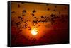 Barnacle Goose (Branta Leucopsis) Flock in Flight at Sunset, Westerhever, Germany, April 2009-Novák-Framed Stretched Canvas