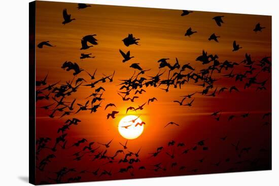 Barnacle Goose (Branta Leucopsis) Flock in Flight at Sunset, Westerhever, Germany, April 2009-Novák-Stretched Canvas