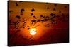 Barnacle Goose (Branta Leucopsis) Flock in Flight at Sunset, Westerhever, Germany, April 2009-Novák-Stretched Canvas