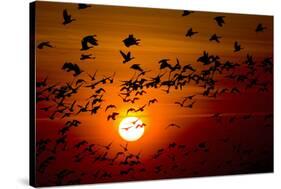 Barnacle Goose (Branta Leucopsis) Flock in Flight at Sunset, Westerhever, Germany, April 2009-Novák-Stretched Canvas