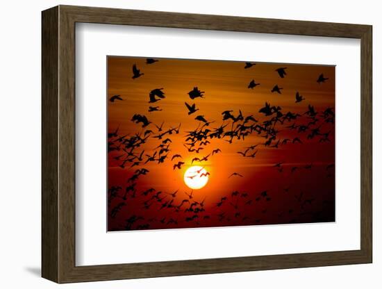 Barnacle Goose (Branta Leucopsis) Flock in Flight at Sunset, Westerhever, Germany, April 2009-Novák-Framed Photographic Print