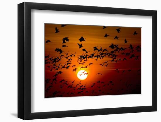 Barnacle Goose (Branta Leucopsis) Flock in Flight at Sunset, Westerhever, Germany, April 2009-Novák-Framed Photographic Print