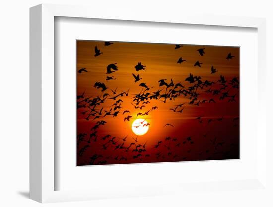 Barnacle Goose (Branta Leucopsis) Flock in Flight at Sunset, Westerhever, Germany, April 2009-Novák-Framed Photographic Print