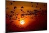 Barnacle Goose (Branta Leucopsis) Flock in Flight at Sunset, Westerhever, Germany, April 2009-Novák-Mounted Photographic Print