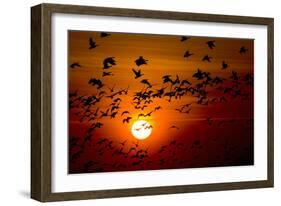 Barnacle Goose (Branta Leucopsis) Flock in Flight at Sunset, Westerhever, Germany, April 2009-Novák-Framed Photographic Print