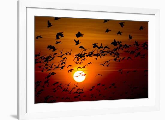 Barnacle Goose (Branta Leucopsis) Flock in Flight at Sunset, Westerhever, Germany, April 2009-Novák-Framed Photographic Print